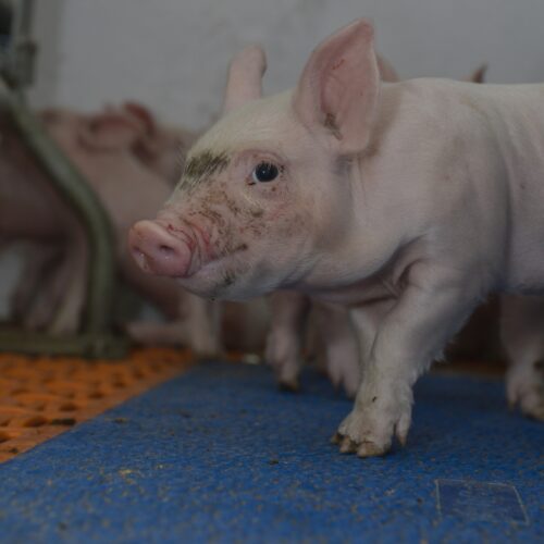 Instytut Ekonomiki Rolnictwa i Gospodarki Żywnościowej, poglowie świń w polsce, trzoda chlewna