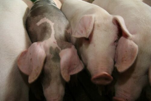 Instytut Ekonomiki Rolnictwa i Gospodarki Żywnościowej, poglowie świń w polsce, trzoda chlewna