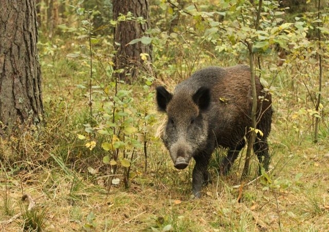 ASF_afrykanski_pomor_swin_dzik