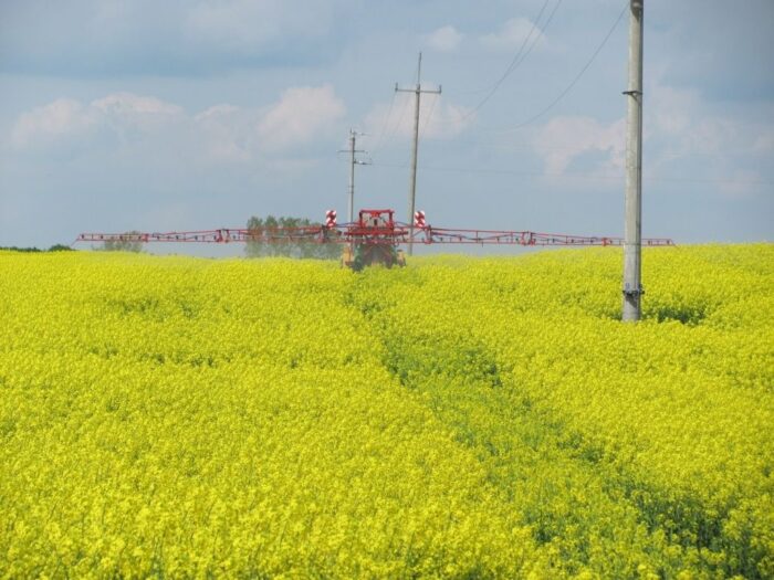 Euronext, rzepak, kontrakty terminowe