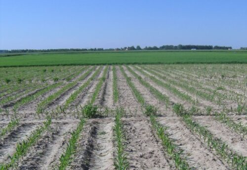 ziemia rolna, obrót ziemią rolną, sprzedaż ziemi rolnej, rolnictwo, dzierżawa ziemi