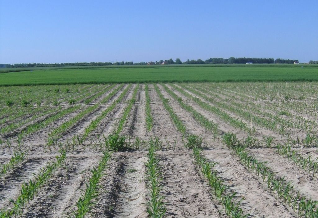 ziemia rolna, obrót ziemią rolną, sprzedaż ziemi rolnej, rolnictwo, dzierżawa ziemi