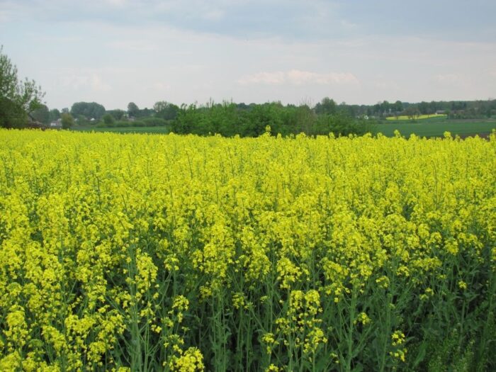 rzepak, rośliny oleiste, produkcja rzepaku