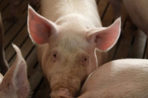 Instytut Ekonomiki Rolnictwa i Gospodarki Żywnościowej, poglowie świń w polsce, trzoda chlewna