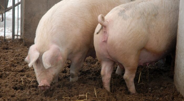 Handel wieprzowiną między krajami UE przekracza co roku 5 mln ton.