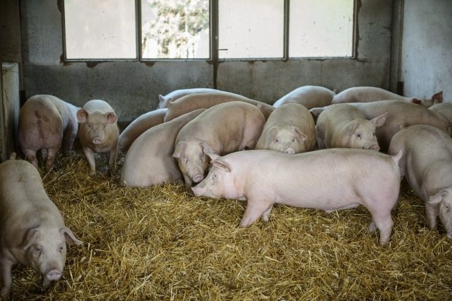 Instytut Ekonomiki Rolnictwa i Gospodarki Żywnościowej, poglowie świń w polsce, trzoda chlewna