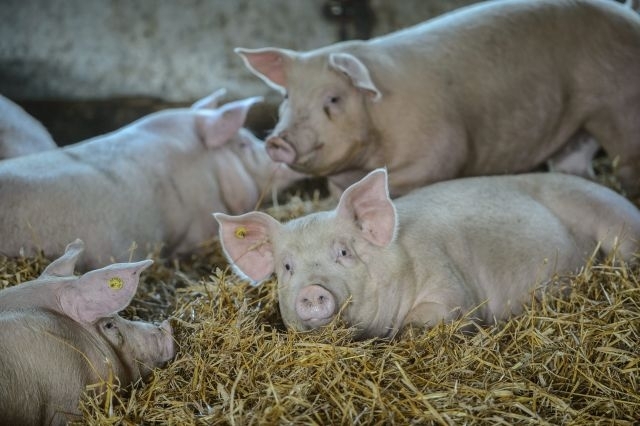 Instytut Ekonomiki Rolnictwa i Gospodarki Żywnościowej, poglowie świń w polsce, trzoda chlewna