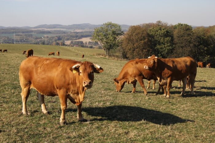 koronawirus, debata, Hoduj z Głową Bydło, mleko, wołowina, wieprzowina, bydło, trzoda chlewna, żywiec