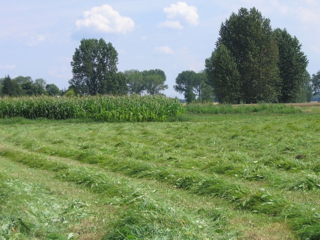 trawa, łąka