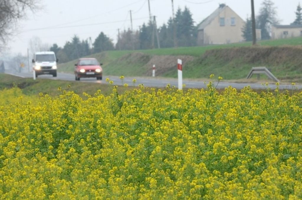 zbiory rzepaku, podaż rzepaku, przerób rzepaku, import rzepaku