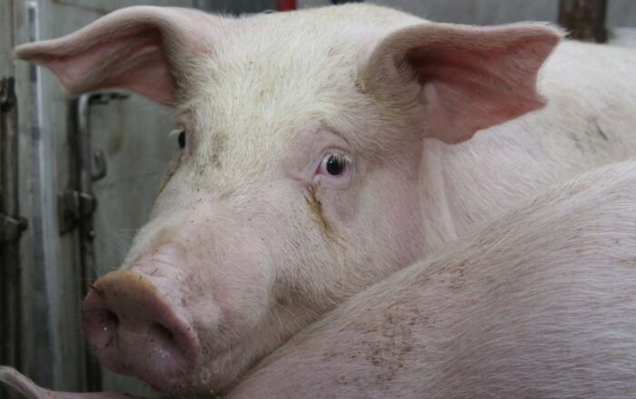 rynek mięsa, ceny mięsa, wieprzowina, wołowina, drób