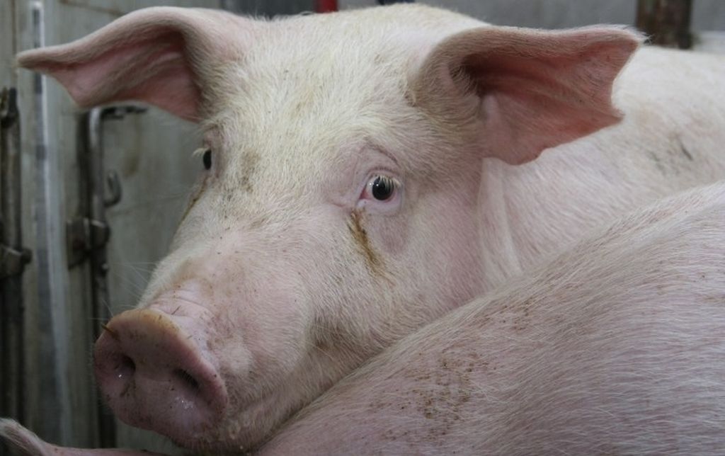 rynek mięsa, ceny mięsa, wieprzowina, wołowina, drób