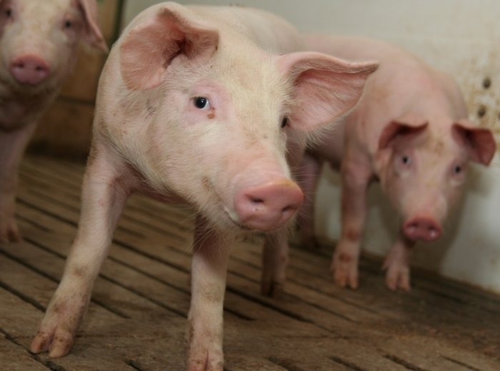 Instytut Ekonomiki Rolnictwa i Gospodarki Żywnościowej, poglowie świń w polsce, trzoda chlewna