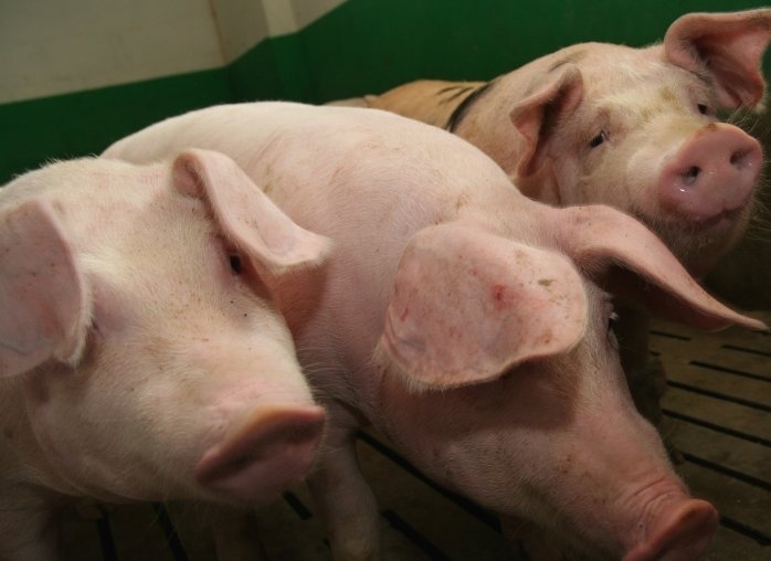 Instytut Ekonomiki Rolnictwa i Gospodarki Żywnościowej, poglowie świń w polsce, trzoda chlewna