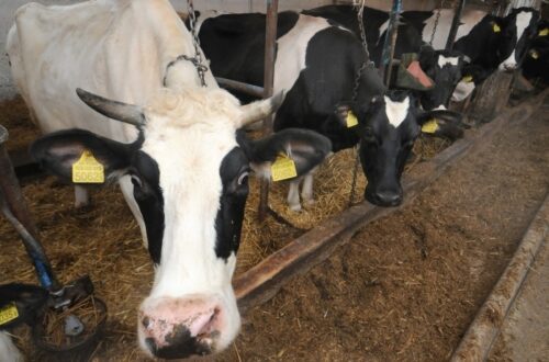 brazylia, ekport mięsa, wołowina, drób