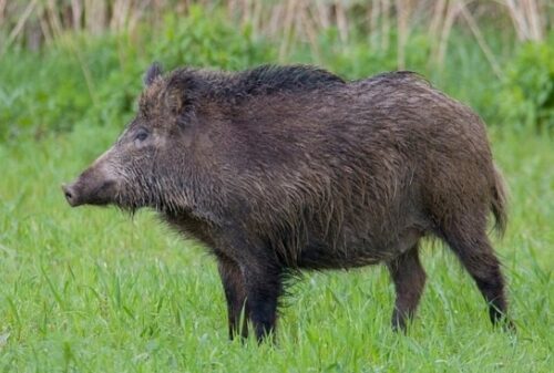 szkody, rolnicy, straty, prawo, przepisy, Prawo łowieckie, PIR, protest