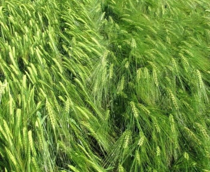 szacunki zbiorów zbóż, pszenica, jęczmień, durum