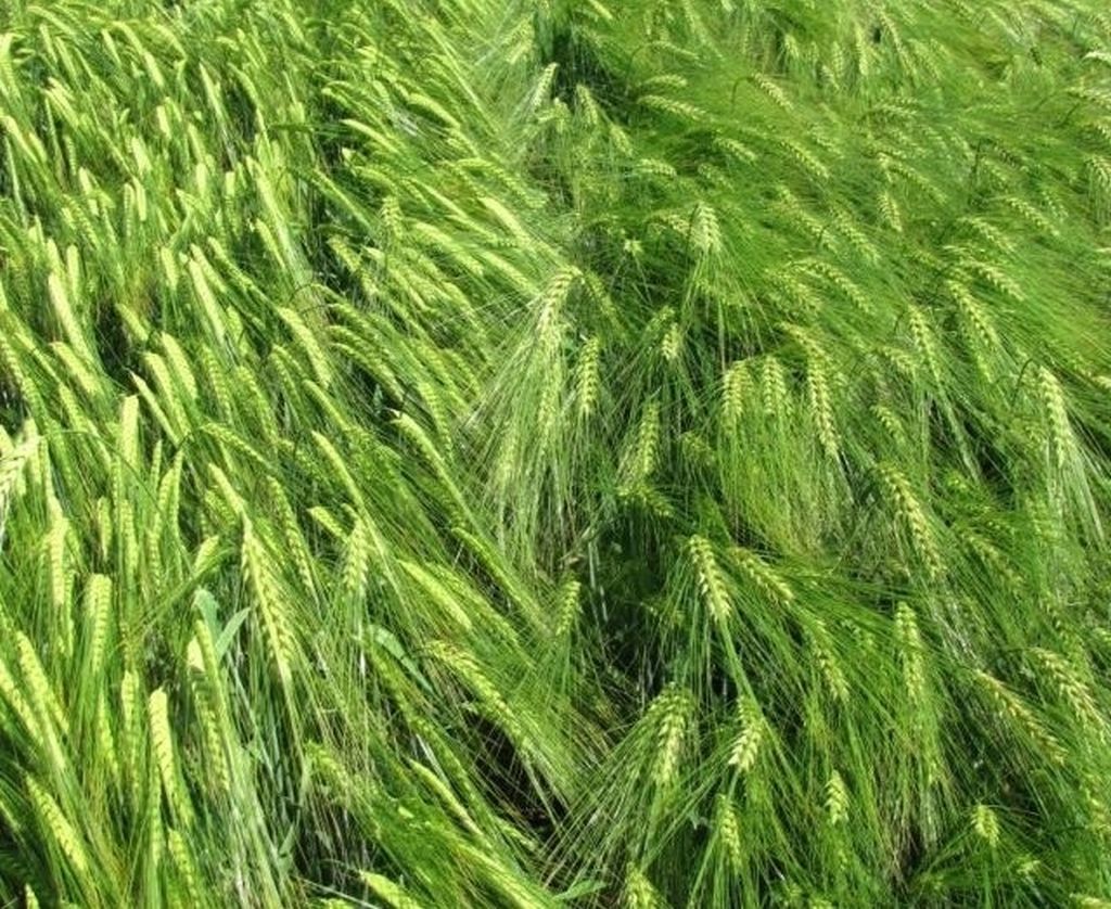 szacunki zbiorów zbóż, pszenica, jęczmień, durum