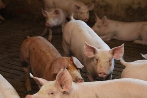 Instytut Ekonomiki Rolnictwa i Gospodarki Żywnościowej, poglowie świń w polsce, trzoda chlewna