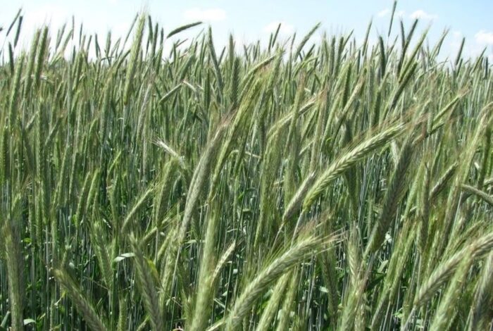 Amerykański Departament Rolnictwa, zbiory zbóż na świecie, zboża paszowe