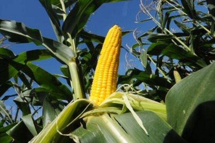 kukurydza gmo, Monsanto, MON87427, NK603xT25