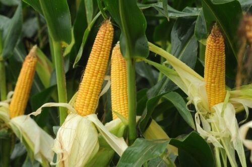 biologiczna ochrona roślin, grzyby pasożytnicze, nicienie grzybożerne, preparaty biologiczne, IOR-PIB