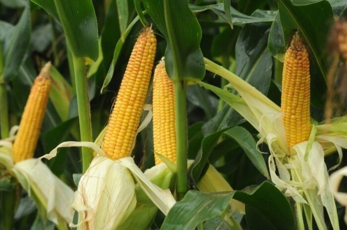 biologiczna ochrona roślin, grzyby pasożytnicze, nicienie grzybożerne, preparaty biologiczne, IOR-PIB