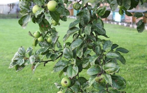 owiur, eliminacje szkolne