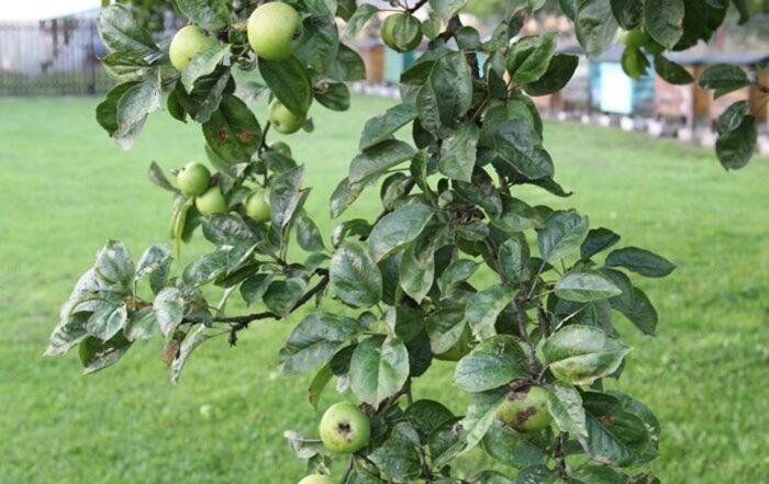 owiur, eliminacje szkolne