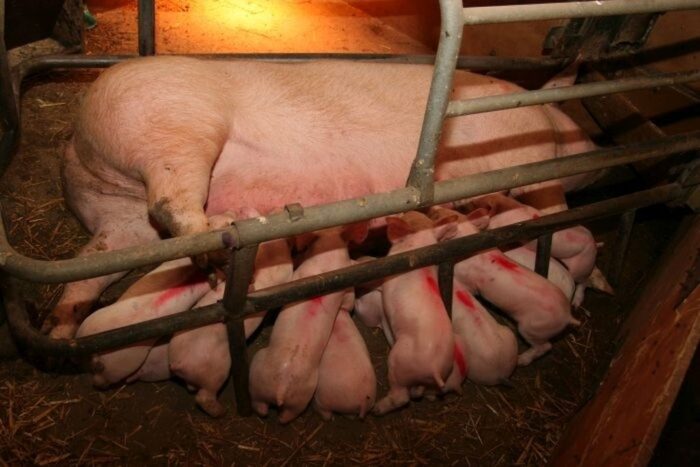 siara, odchów prosiąt, liczba miotów, odporność