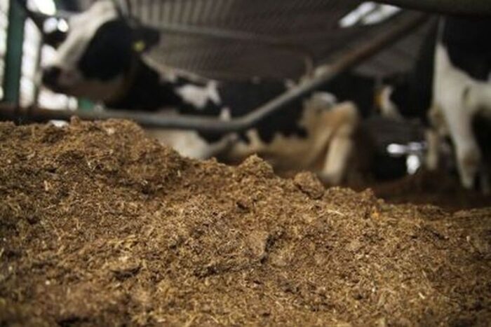 pasze lecznicze, profilaktyczne użycie antybiotyków, odporność na patogeny