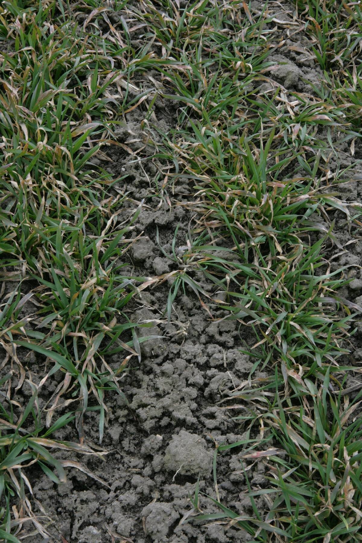 zawartość magnezu, mg, gleba, zasobność, stacje chemiczno-rolnicze, gus