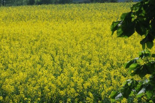 TeamAgro Kuczyńska, KZPRiRB, Ewelina Spłochniarska, Spotkania Rolników w Wiszniowie