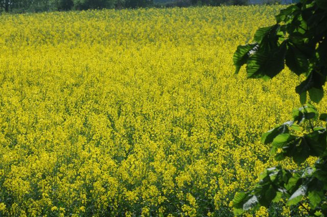 TeamAgro Kuczyńska, KZPRiRB, Ewelina Spłochniarska, Spotkania Rolników w Wiszniowie