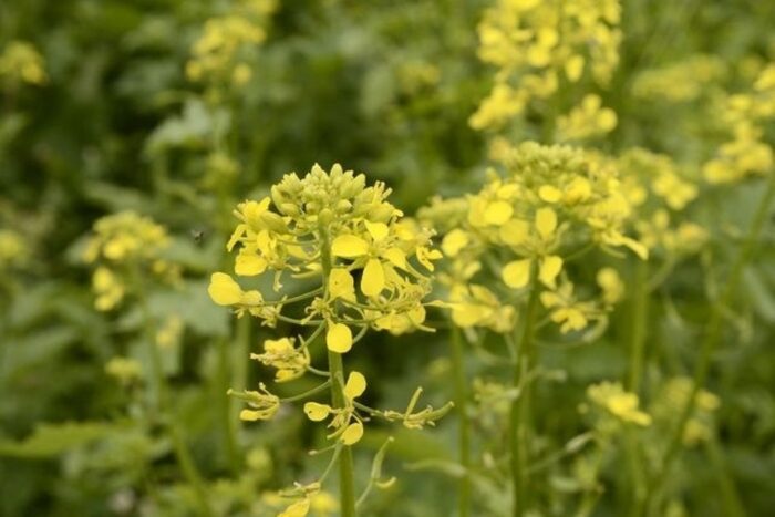 rzepak, rośliny oleiste, produkcja rzepaku