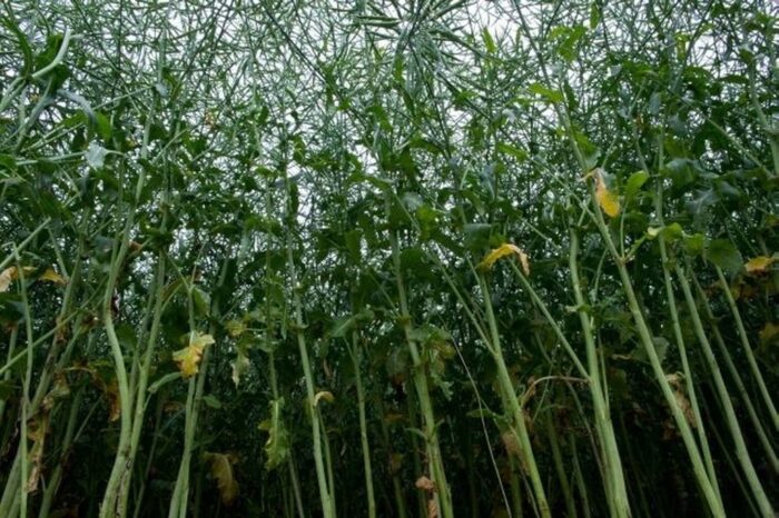 śruta rzepakowa, rzepak, rośliny oleiste