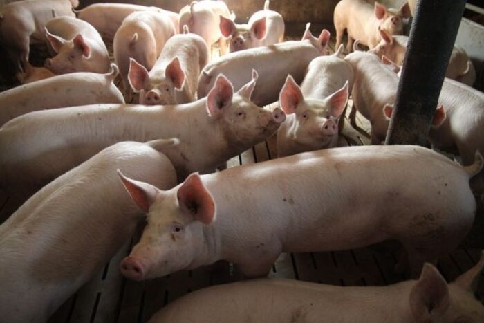 żywiec wieprzowy, wieprzowina, asf
