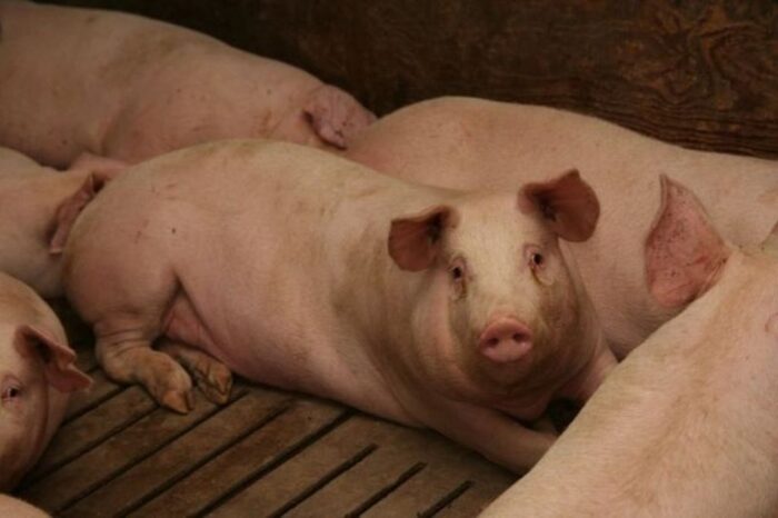 wieprzowina, trzoda chlewna, żywiec wieprzowy, ceny wieprzowiny