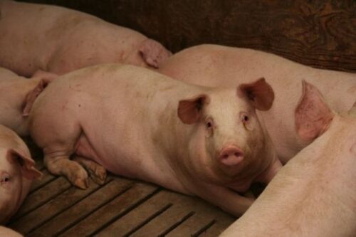 Instytut Ekonomiki Rolnictwa i Gospodarki Żywnościowej, poglowie świń w polsce, trzoda chlewna