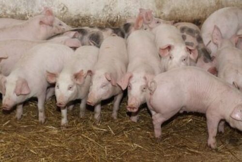 wieprzowina, chiny, rosja