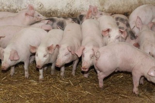 wieprzowina, chiny, rosja