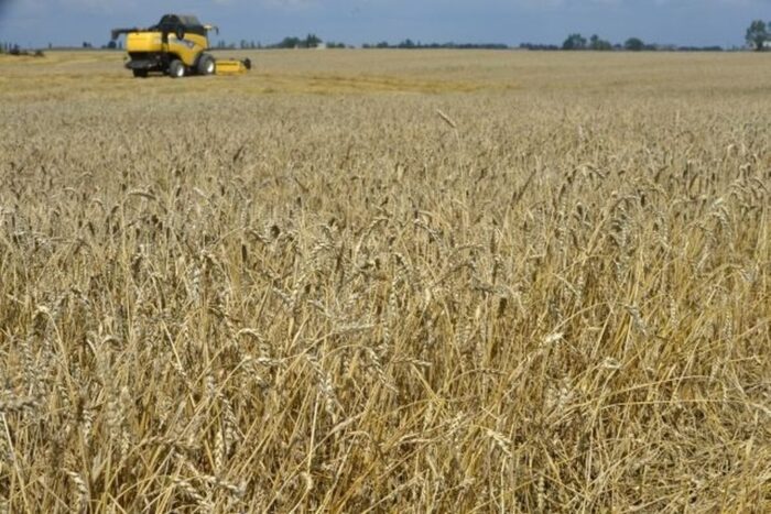 Departament Rolnictwa Stanów Zjednoczonych, Międzynarodowa Rada Zbożowa, pszenica