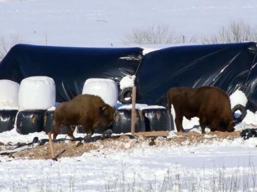 żubry, Puszcza Białowieska