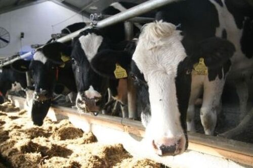 handel mięsem, wieprzowina, wołowina