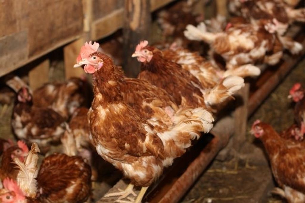 produkcja drobiu, rynek mięsa, komisja europejska