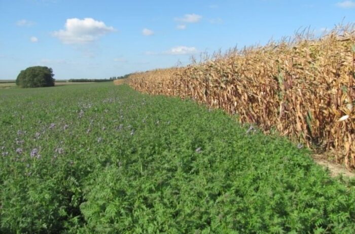 Związek Producentów Roślin Zbożowych, ubezpieczenia upraw rolnych i zwierząt gospodarskich