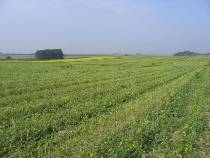 Starostwo Powiatowe w Kościanie, gorczyca, restytucjia zająca szaraka