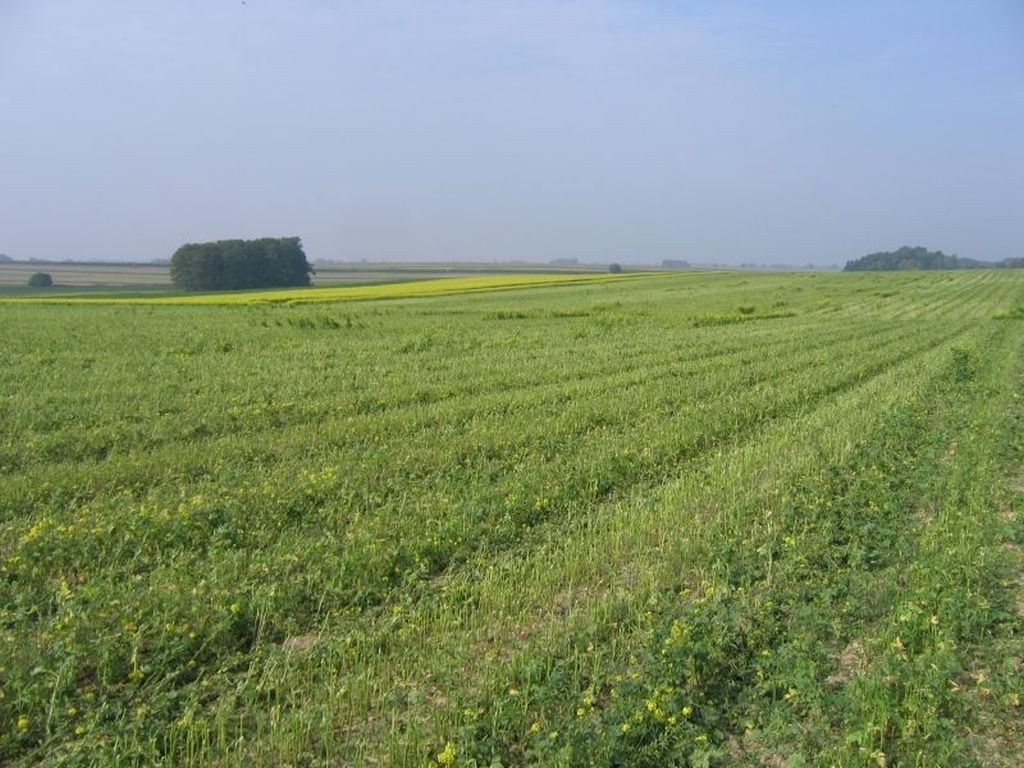 Starostwo Powiatowe w Kościanie, gorczyca, restytucjia zająca szaraka