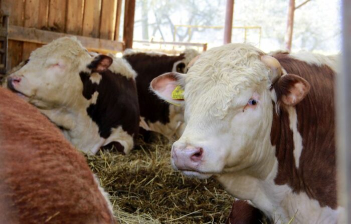 polska wołowina trafi do Maroka