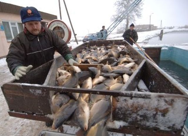 hodowla karpia, Stawy Milickie, dolny Śląsk